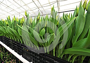 lot of yellow delicate beautiful unopened tulips in a greenhouse against the background of greenhouse equipment