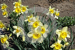 A lot of yellow flowers of narcissuses