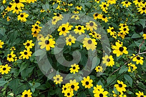 A lot of yellow flowers of Rudbeckia triloba