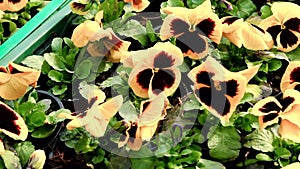 lot of yellow Pansies in green boxes in the greenhouse