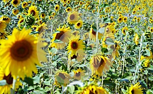 Alce de girasol creciente en 