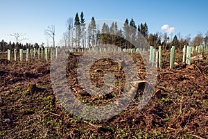A lot of young trees  in the forest with blue sky in the spring, concept reforestation photo