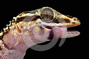 Lothara's gecko (Paroedura lohatsara)