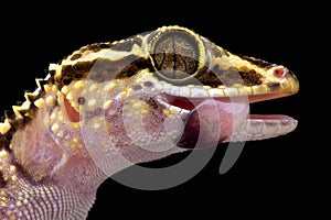 Lothara's gecko (Paroedura lohatsara) photo