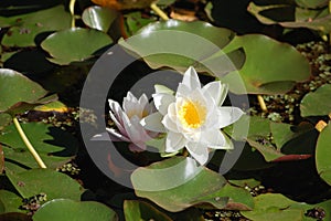 Loto/ lotus flower photo