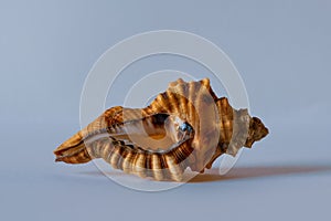 Lotorium Triton. Hairy Triton Shell
