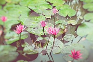 Lotos Flower. Water Lily. Selective Focus