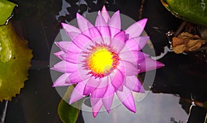 Lotos Flower in water  queen