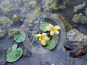 Lotos Nuphar lutea