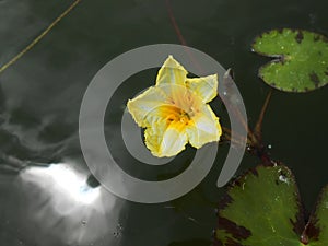 Lotos Nuphar lutea