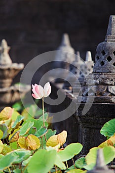 Lotots flower in buddhist temple photo