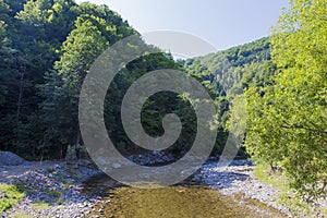Lotru river and mountain forest
