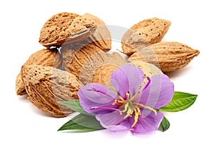 Lots of Almond Nuts. photo