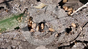 A Lots of Ants and Ants Eggs - Beautiful Catch from Closeup