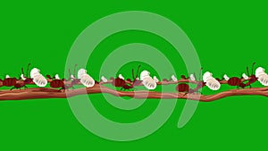 Lots of Ants Carrying Larvas on a Branch in Seamless Loop on a Green Screen