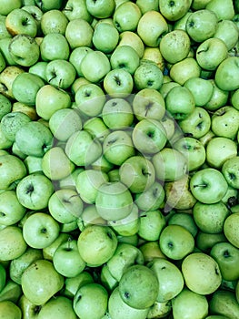 Lots of ripe apples for cooking as a background