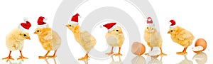 Lots of baby chicken at christmas time