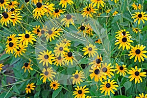 Lots of beautiful blackeyed Susan on the flower bed.