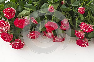 Lots of beautiful little roses on white background flat layout with copy space top view