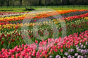 Tulip Field on Windmill Island- Holland, Michigan