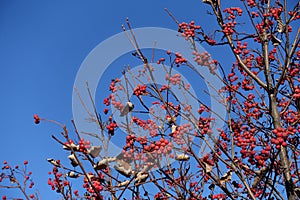 Lots of berries on bare branches of whitebeam against blue sky