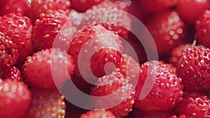 Lots of berries. Wild strawberries. Red small berries from wild forest. Close up. Pan.