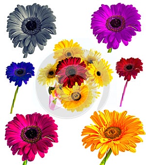 Lots of big beautiful flowers Gerbera with no background, Gerber on isolated background set of colors.