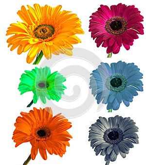 Lots of big beautiful flowers Gerbera with no background, Gerber on isolated background set of colors.
