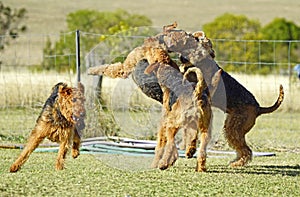 Lots big dogs playing roughly together