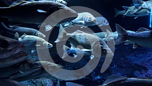 Lots of big fishes swimming past the camera in cold dark ocean water. Abstract underwater background or backdrop