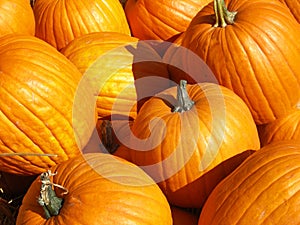 Lots of big pumpkins