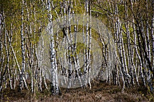 Lots of birch trees in the Drover Heide nature reserve photo