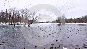 Lots of birds on the winter lake. Bird market. White Lake and a rookery in Gatchina Park. Duck, Seagulls, Coot. There