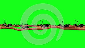 Lots of Black ants Carrying Leaves on a Branch in Seamless Loop Alpha Channel