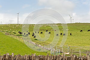 Lots of black cows grazing on a meadow in front of modern wind turbines at Kirkwall, Scotland, wide angle shot