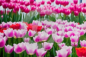 Lots of blooming pink and red tulips. Spring flowers