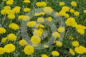 Lots of blooming yellow dandelions. Yellow spring flowers on a background of green grass. Natural background