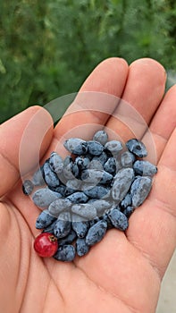 Lots of blue honeysuckle berries and one red currant berry in the palm of your hand on the background of green grass