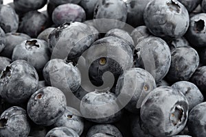 Lots of blueberries close up. Useful berries to strengthen immunity