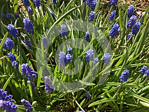 Lots of bright blue Muscari flowers