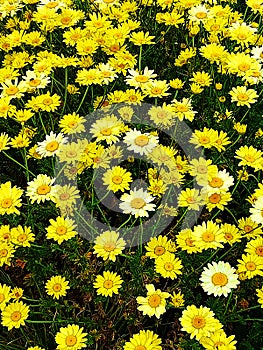 Lots of bright yellow daisy flowers.