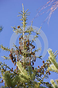 Lots of brown cones on top of a Christmas tree against a blue sky. Picea abies