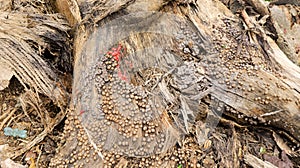 Lots of Bubble shaped Lycogala epidendrumon trunk of tree