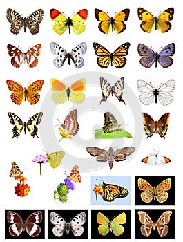 Lots of butterflies photo