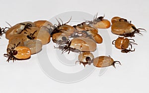 Castor bean ticks photo