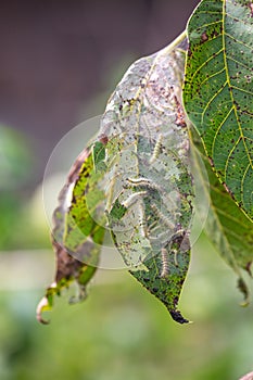 Lots of caterpillars on walnut tree consuming the leaves