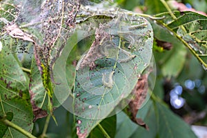 Lots of caterpillars on walnut tree consuming the leaves