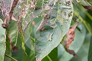 Lots of caterpillars on walnut tree consuming the leaves