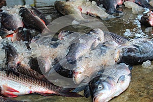 Lots of catla  indian caro fish with ice for sale in india photo