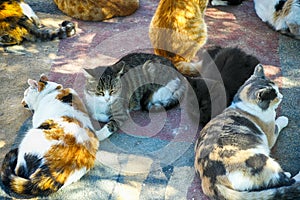 A lots of cats are relaxing. photo